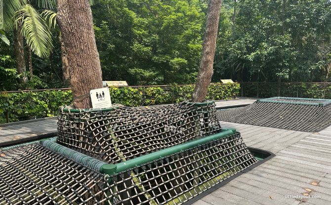 Singapore Botanic Gardens' Learning Forest: Discover Wetlands, Walk With Giants 9 Canopy Web