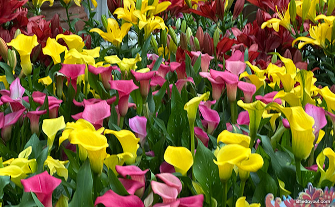 Lilies
