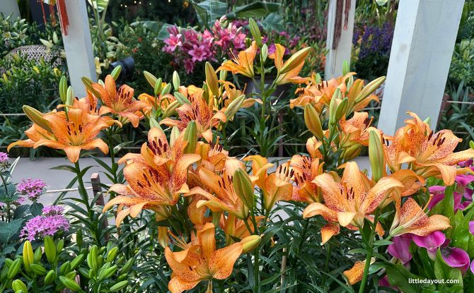 Lilytopia At Gardens By The Bay: First Ancient Egypt-Themed Floral Display With More Than 7,000 Plants 5 Lilies on Display at Gardens by the Bay's Flower Dome