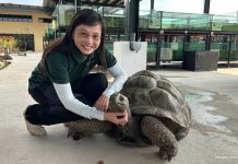 The Live Turtle Museum: Close Encounters With Turtles & Tortoises The Live Turtle Museum: Close Encounters With Turtles & Tortoises