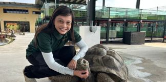 The Live Turtle Museum: Close Encounters With Turtles & Tortoises