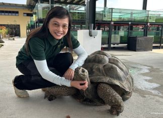 The Live Turtle Museum: Close Encounters With Turtles & Tortoises The Live Turtle Museum: Close Encounters With Turtles & Tortoises