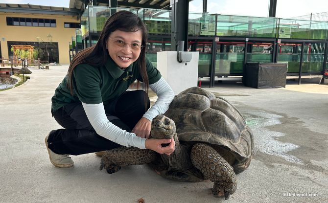 The Live Turtle Museum: Close Encounters With Turtles & Tortoises The Live Turtle Museum: Close Encounters With Turtles & Tortoises
