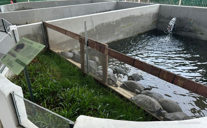 The Live Turtle Museum: Close Encounters With Turtles & Tortoises 4 Giant Asian Pond Turtles