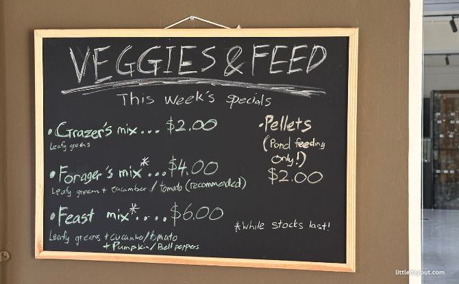 The Live Turtle Museum: Close Encounters With Turtles & Tortoises 7 leafy greens