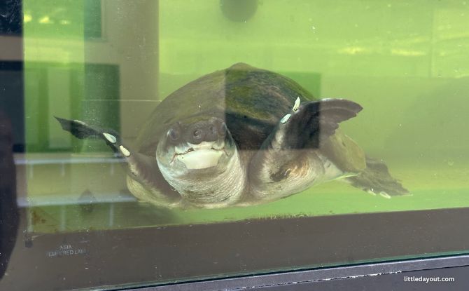 The Live Turtle Museum: Close Encounters With Turtles & Tortoises 1 The Live Turtle Museum Singapore: Home to Close to 600 Turtles and Tortoises