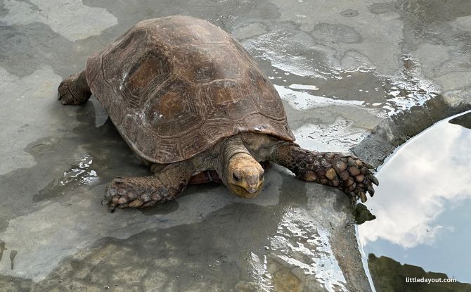 The Live Turtle Museum: Close Encounters With Turtles & Tortoises 5 Tortoises