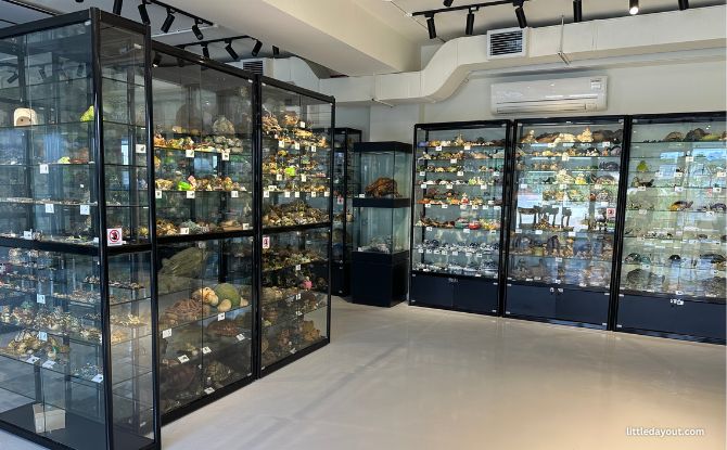 The Live Turtle Museum: Close Encounters With Turtles & Tortoises 10 Turtle Memorabilia and Collection