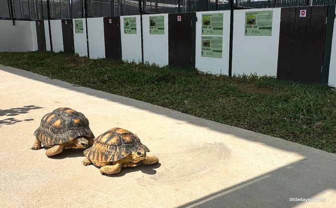 The Live Turtle Museum: Close Encounters With Turtles & Tortoises 6 Tortoises Shell-ter interaction area