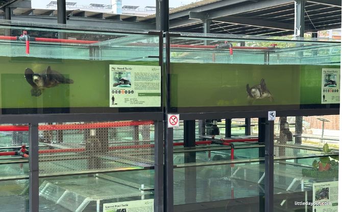 The Live Turtle Museum: Close Encounters With Turtles & Tortoises 2 Meet the Turtles