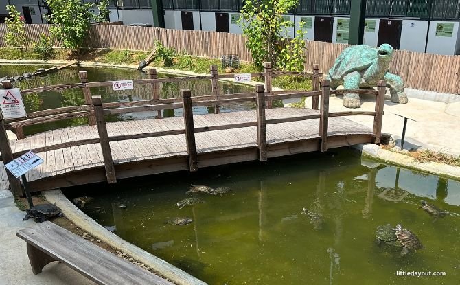 The Live Turtle Museum: Close Encounters With Turtles & Tortoises 9 Pond and Garden