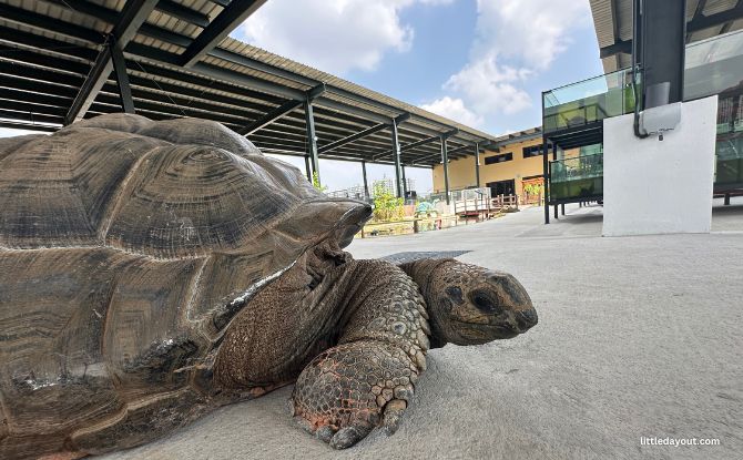 The Live Turtle Museum: Close Encounters With Turtles & Tortoises 8 Live Turtle Museum's Aldabra Tortoise