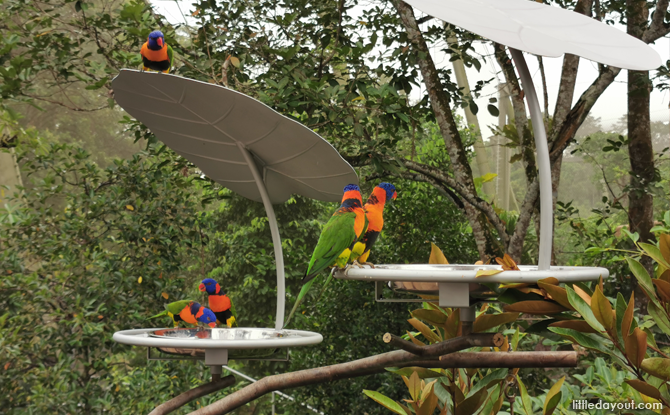 Birds of Paradise, Attractions