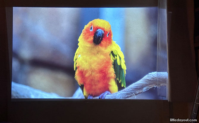 Projector picture quality
