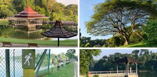 MacRitchie Reservoir Guide: Park, Trails, Things To Do & More