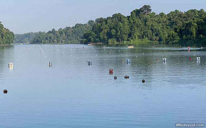 macritchie reservoir 14