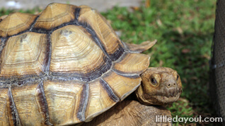 The Live Turtle and Tortoise Museum: An Unexpected Garden main