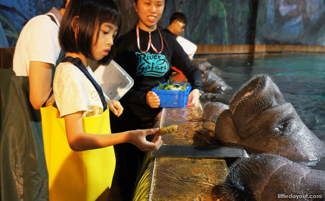 Mad About Manatees: Manatee Mania Behind-The-Scenes Tour At River Safari