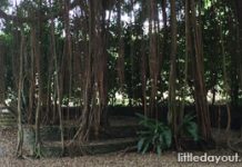 12 Hidden Spots within Singapore Botanic Gardens that You May Not Have Known About main-hiddenspots