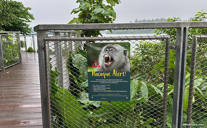 Beware of wild macques