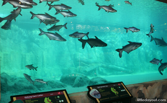 River Safari Opens From 3 April 2013 mekong-catfish