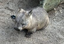 Melbourne Zoo: Australian Animals & Other Wild Encounters Melbourne Zoo: Australian Animals & Other Wild Encounters