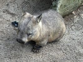 Melbourne Zoo: Australian Animals & Other Wild Encounters