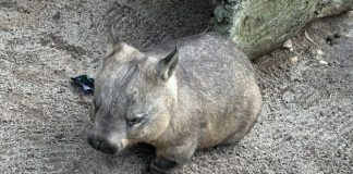 Melbourne Zoo: Australian Animals & Other Wild Encounters