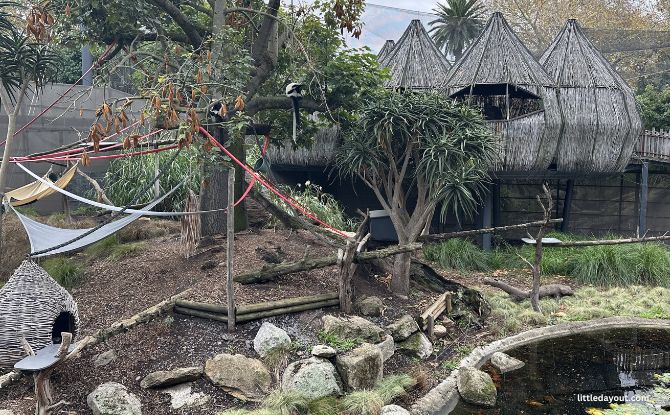 Melbourne Zoo: Australian Animals & Other Wild Encounters 11 lemurs pranced and jumped around