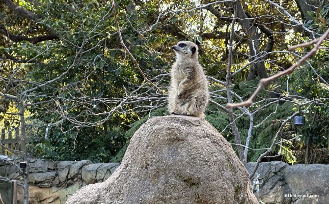 Melbourne Zoo: Australian Animals & Other Wild Encounters 2 meerkats