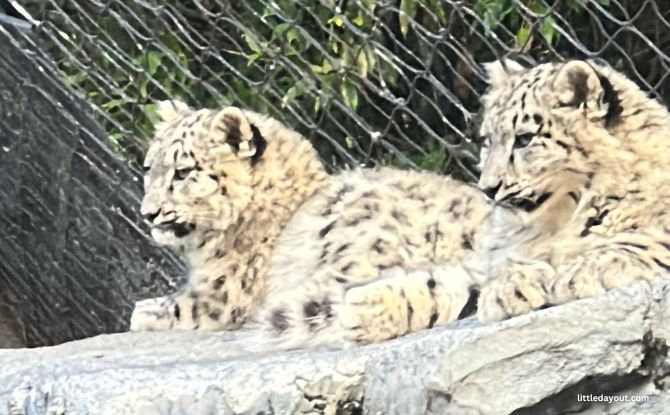 Melbourne Zoo: Australian Animals & Other Wild Encounters 5 Lion Gorge