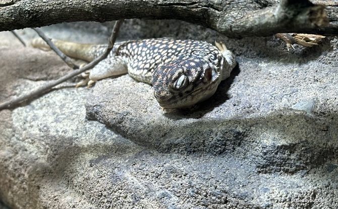 Melbourne Zoo: Australian Animals & Other Wild Encounters 6 Frogs & Reptiles