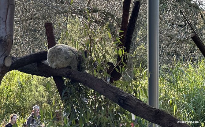 Melbourne Zoo: Australian Animals & Other Wild Encounters 9 cuddly-looking koalas