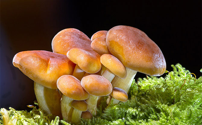 30+ Hilarious Mushroom Jokes & Puns That Fun-gis Will Love