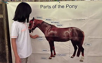 Horse Riding In Singapore: Where To Interact With Horses 6 Equastrian Federation of Singapore