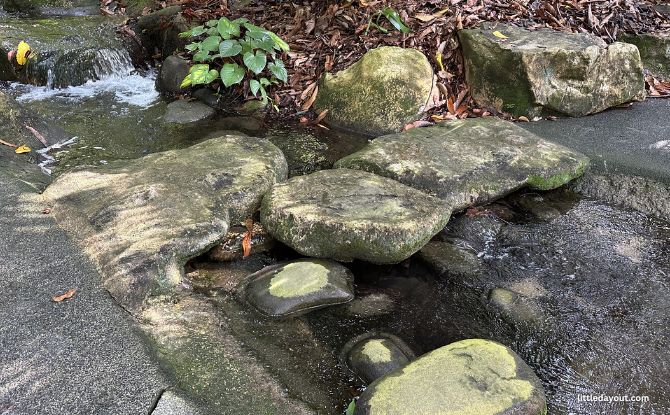 Nature Immersion Trail At Saraca Stream, Singapore Botanic Gardens 4 Saraca Stream