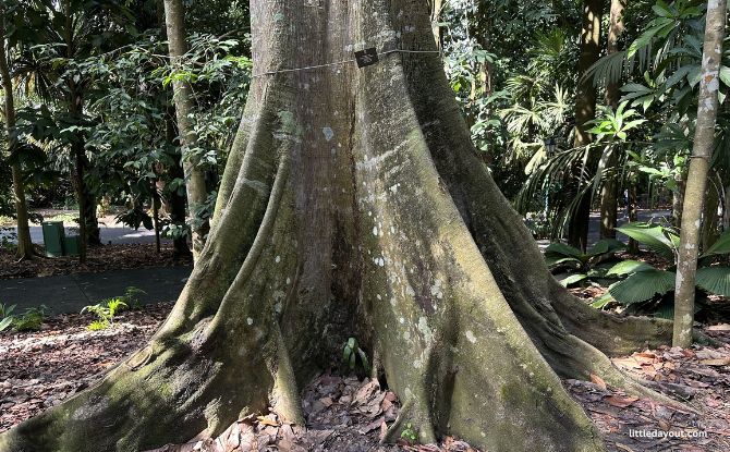 Nature Immersion Trail At Saraca Stream, Singapore Botanic Gardens 3 buttress roots of a nearby tree