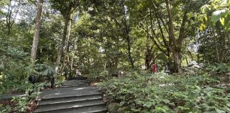 Nature Immersion Trail, Saraca Stream: Connect With Nature At Singapore Botanic Gardens