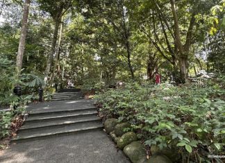 Nature Immersion Trail, Saraca Stream: Nature Therapy At Singapore Botanic Gardens Nature Immersion Trail, Saraca Stream: Connect With Nature At Singapore Botanic Gardens