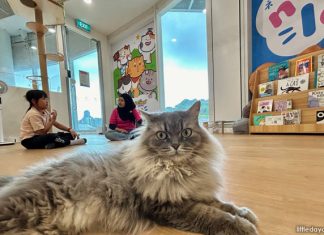 Nekoland & Indoor Playground By Polliwogs At Clarke Quay Nekoland & Indoor Playground By Polliwogs At Clarke Quay