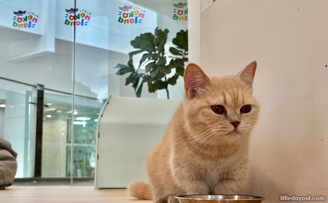 Nekoland Cat Interaction Zone cat bowl