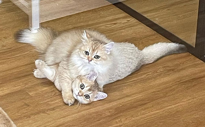 NekoTown Cat Cafe