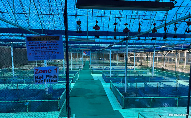 Koi Fish Facilities