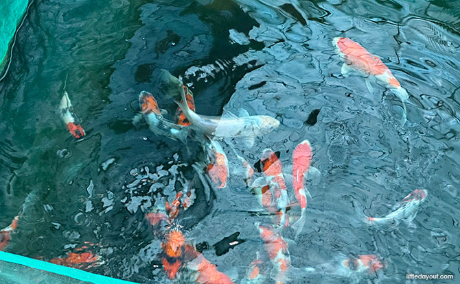 Koi at the Nippon Koi Farm