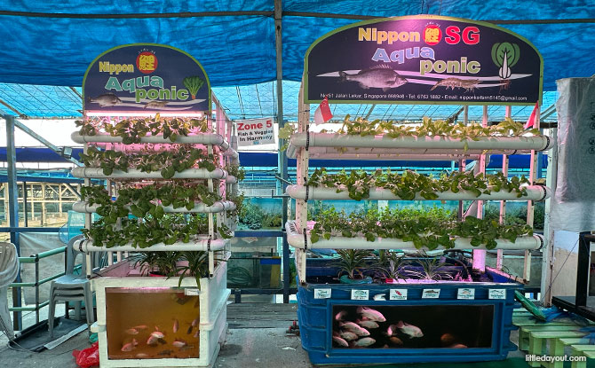Aquaponics