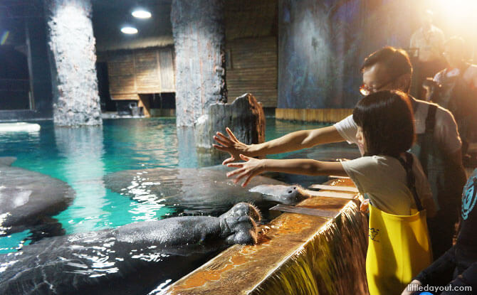 Telling the manatees that there is no more food with a familiar hand gesture.