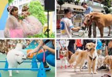 Summer Paw Fest @ Northshore Plaza: The Biggest Neighbourhood Pet Event With Attractive Freebies, Games & The Cutest Pet Contest You Won’t Want To Miss Summer Paw Fest @ Northshore Plaza: The Biggest Neighbourhood Pet Event With Attractive Freebies, Games & The Cutest Pet Contest You Won’t Want To Miss