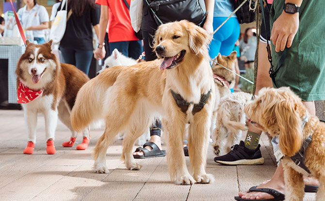 Summer Paw Fest @ Northshore Plaza Highlights