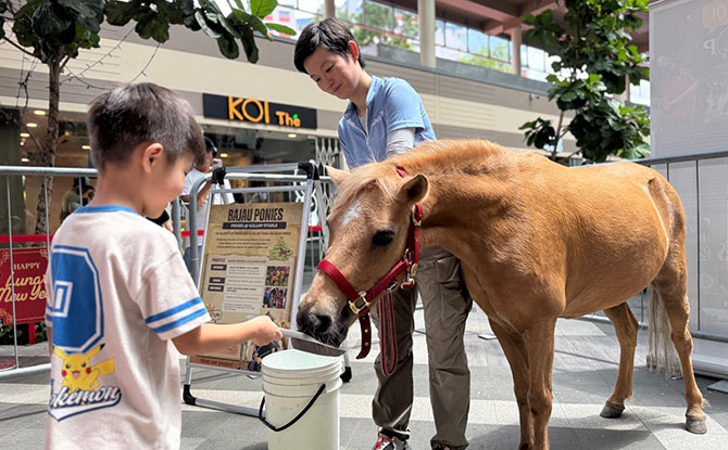 Summer Paw Fest @ Northshore Plaza: The Biggest Neighbourhood Pet Event With Attractive Freebies, Games & The Cutest Pet Contest You Won’t Want To Miss 5 Summer Activities and Games for All, including pony feeding, at Northshore Plaza Summer Paw Fest