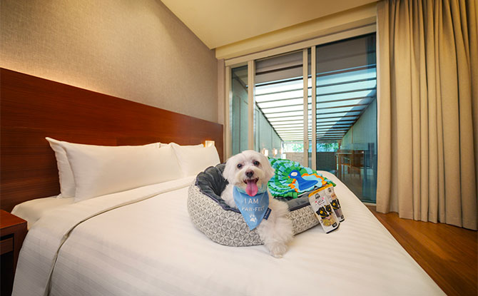 Paw-fect Retreat Package: For Pet Owners